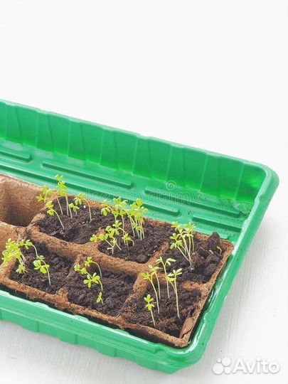 Минипарник