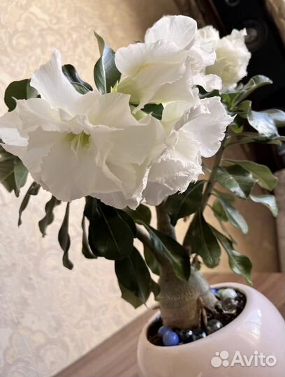 Семена адениума