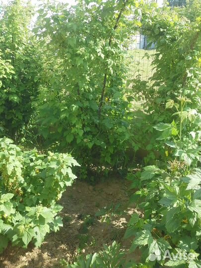 Саженцы малины