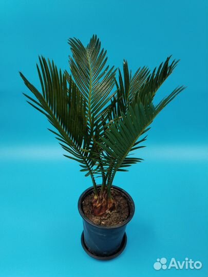 Пальма цикас революта