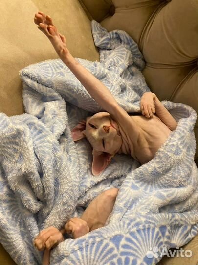 Вязка кот канадский сфинкс