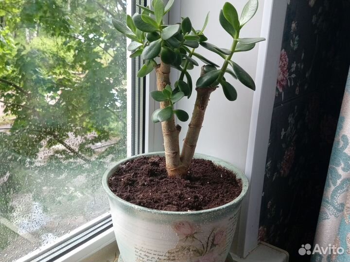 Денежное дерево