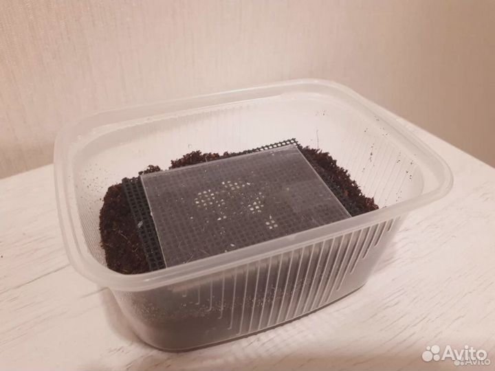 Гриндальский червь энхитреус для аквариума