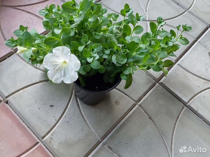 Петуния ампельная
