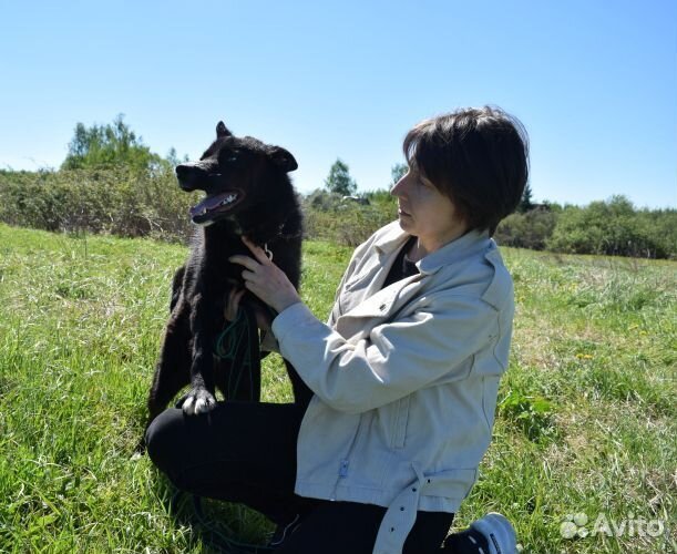 Собака в добрые руки