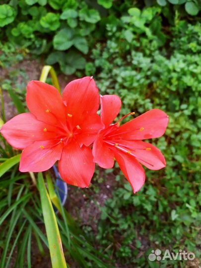 Зефирантес, гиппеаструм, валлота