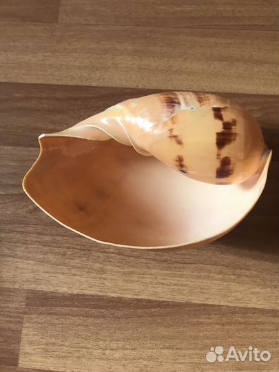 Сувенир Ракушка большая морская