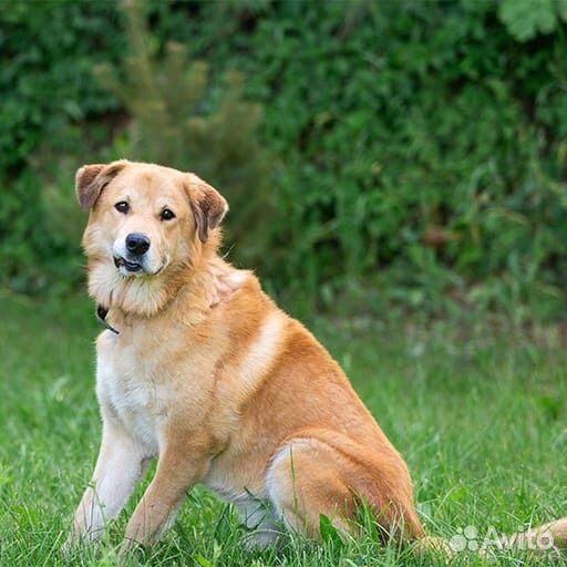 Барс собака мальчик в добрые руки