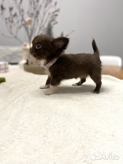 Чихуахуа мини