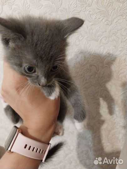 Котята в дар бесплатно