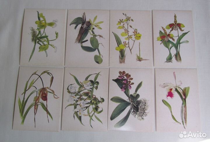 Открытки Орхидеи, Тюльпаны