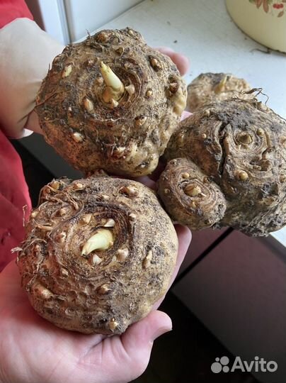 Садовые цветы и растения