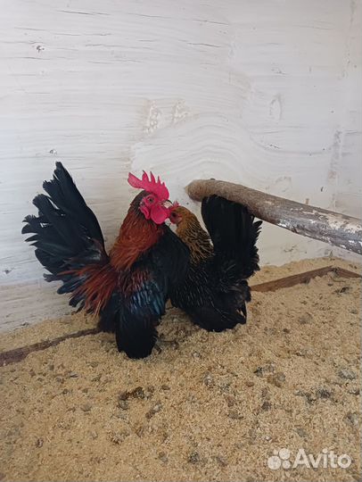 Малазийская серама