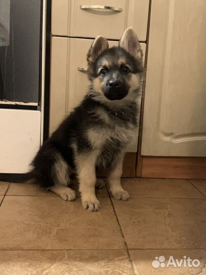 Немецкая овчарка