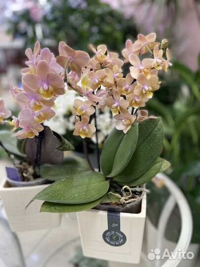 Фаленопсисы, мультифлора, Мильтононии, камбрии