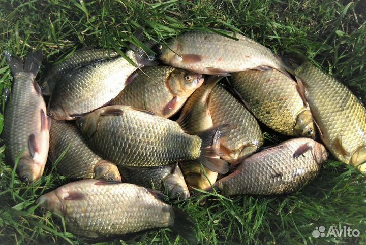 Рыба речная свежемороженая