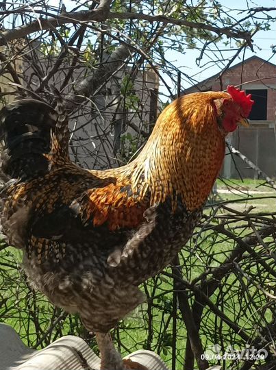 Молодые петухи