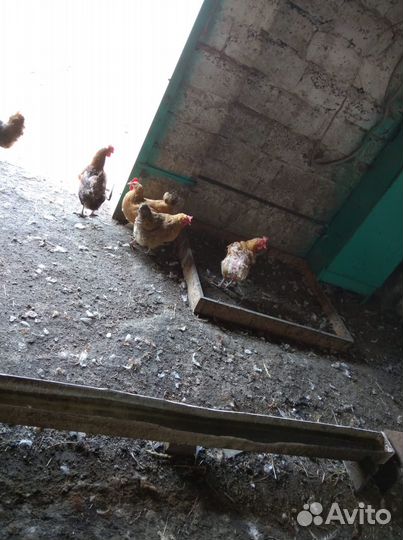 Куры несушки