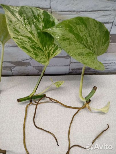 Сциндапсус Марбл квин