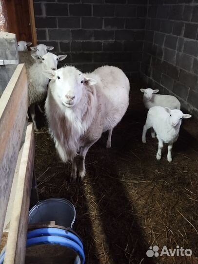 Катумские овцы