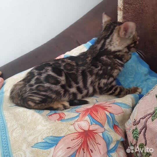 Бенгальские котята