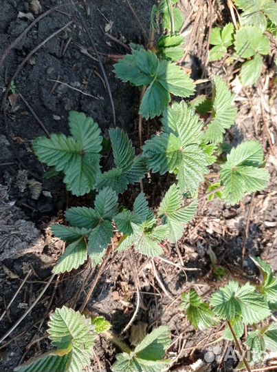 Клубника, саженцы, цветы многолетние