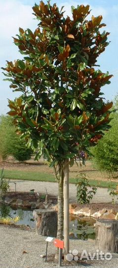 Магнолия на штамбе