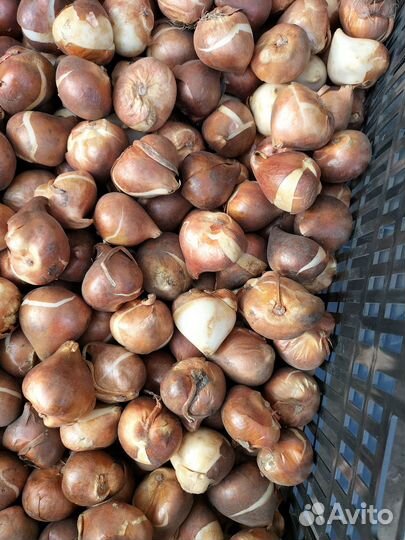 Луковицы тюльпанов оптом 12+