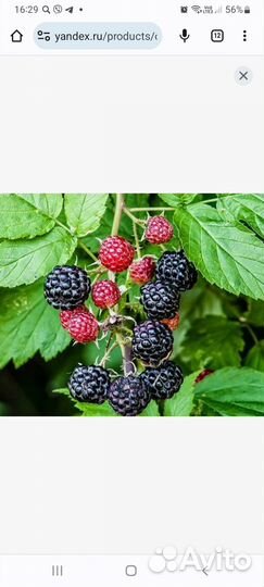 Саженцы Черная малина кумберленд