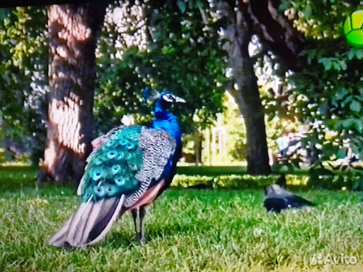 Телевизор sony bravia Ж.К. 40 дюймов