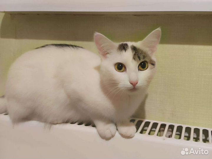 Кошка в дар бесплатно