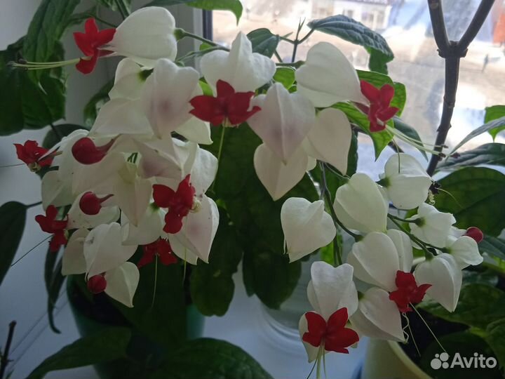 Клеродендрум томпсон