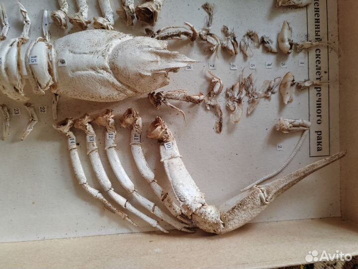 Скелет рака