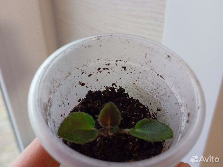 Детка фиалки Honey Blue Ace