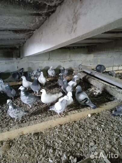 Голуби почтовые
