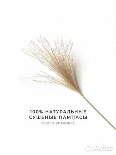 Новая Пампасная трава, Сухоцвет для декора