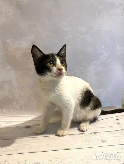 Котята бесплатно