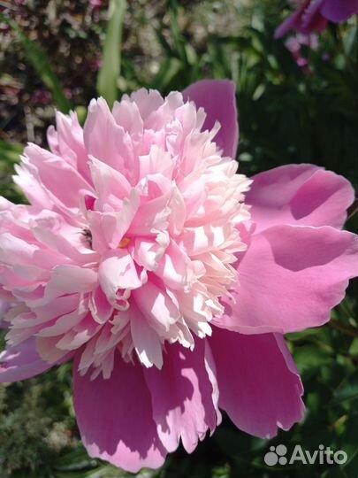 Спирея, пионы, роза