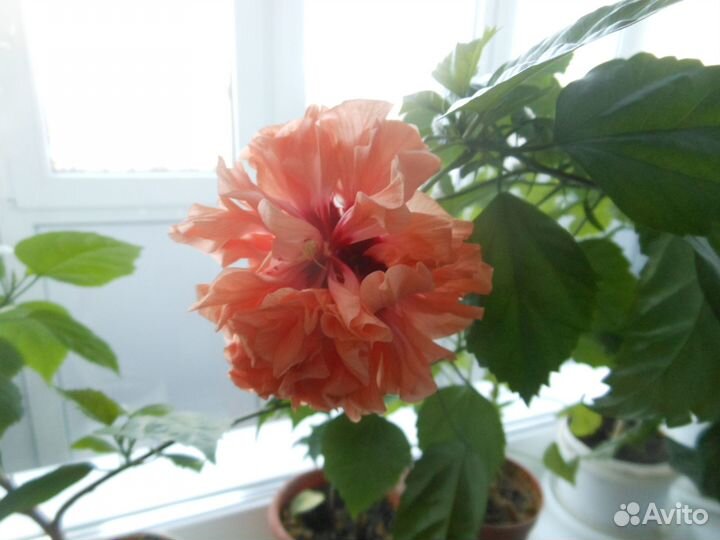 Комнатный цветок