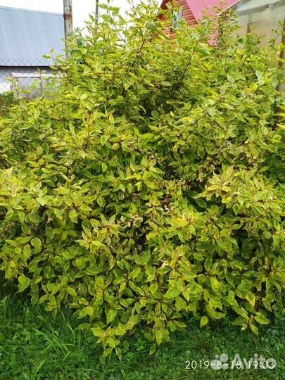 Декоративные кустарники