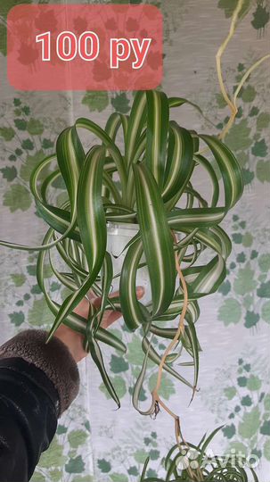 Комнатные растения