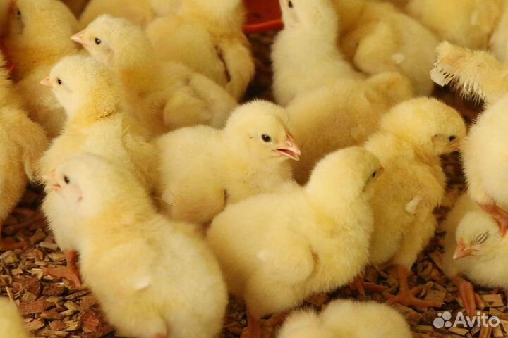 Цыплята бройлера Кобб, Росс импорт