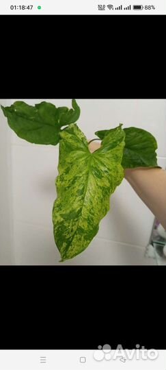 Сингониум Мотлед крупномер