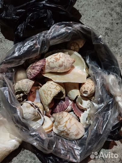 Морские ракушки раковины