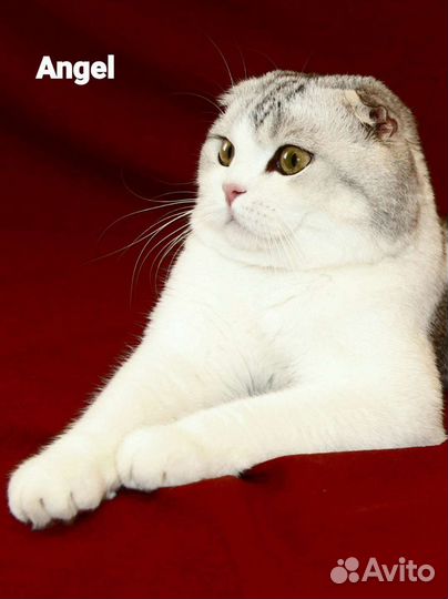 Шотландский вислоухий кот вязка