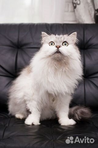 Плюшевый кот Боня в поисках любящей Семьи объявление продам