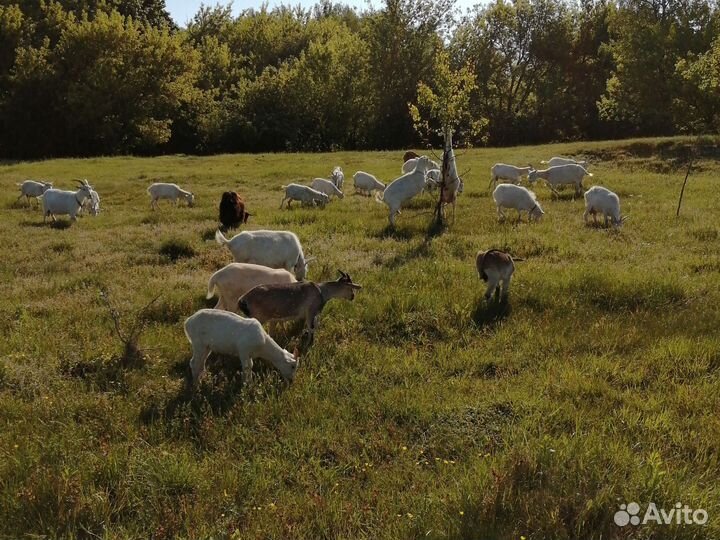 Козы, козлята