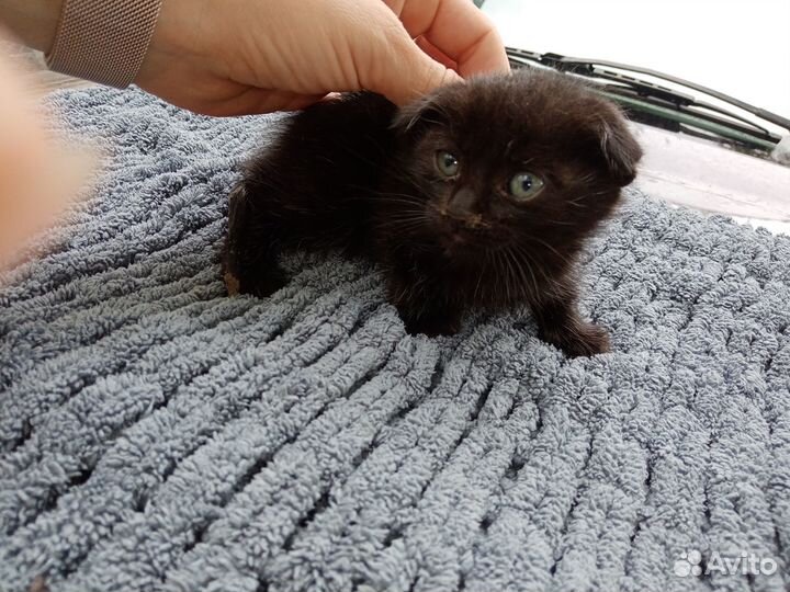 Отдам котят