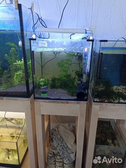 Аквариумные рыбки