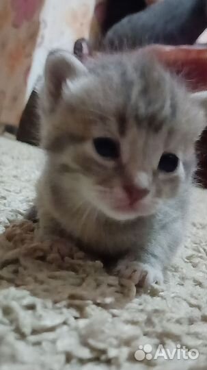 Серенькая кошечка